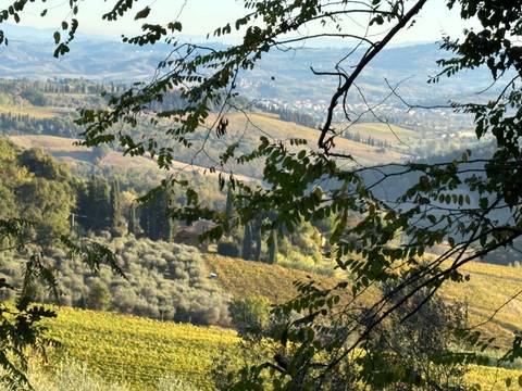 Landscape view of vineyards and olive trees.