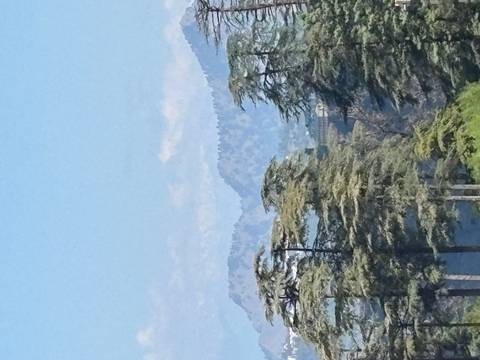 Distant mountains visible behind trees