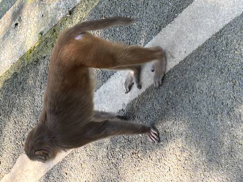 Monkey standing on a paved path