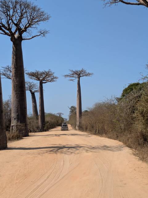       Dirt road lined with towering baobab trees under a clear sky.
  