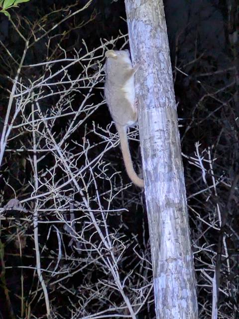       Blurred image of a lemur climbing a tree at night.
  