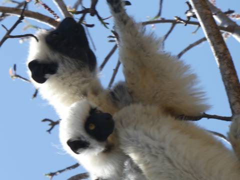       Pair of lemur sifakas hanging on tree branches.
  
