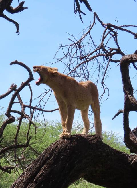 Klantbeoordelingsfoto van Spectaculaire Tanzania Safari van 10 dagen 