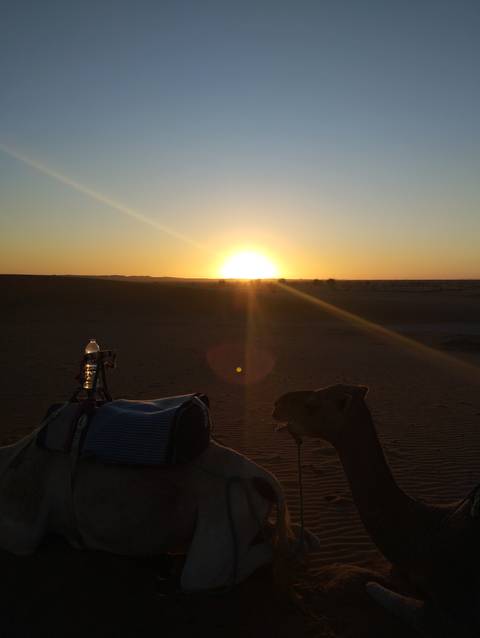       Camel in the desert with the sun setting.
  