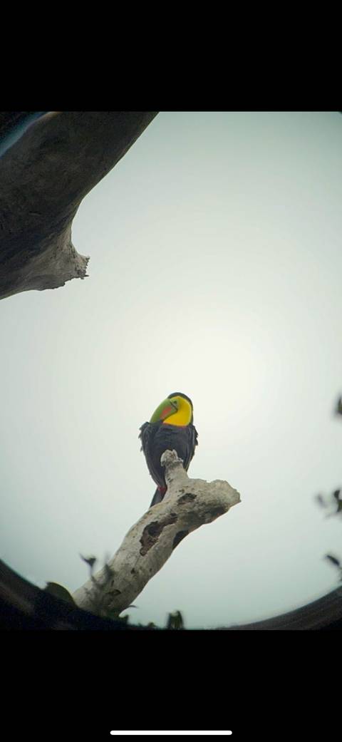 A colorful toucan perched on a tree branch.