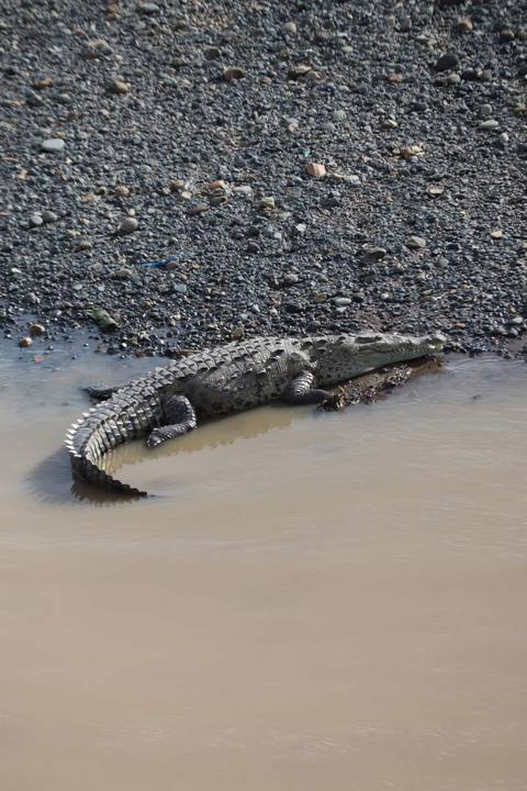 A crocodile lying on the edge of a riverbank.