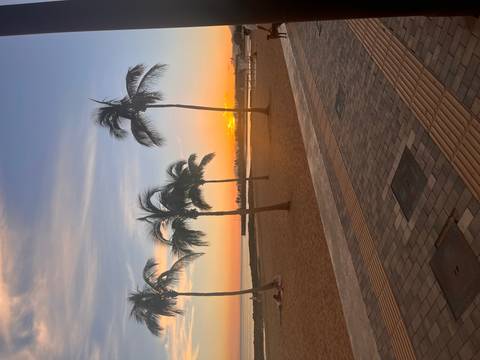       Beach with palm trees during sunset.
  