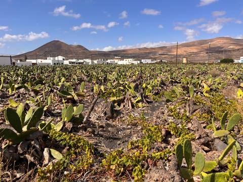       Opuntia cactus field with volcanic mountains in the background.
  