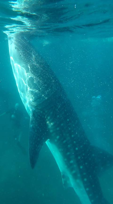       Underwater view of a whale shark with divers nearby.
  