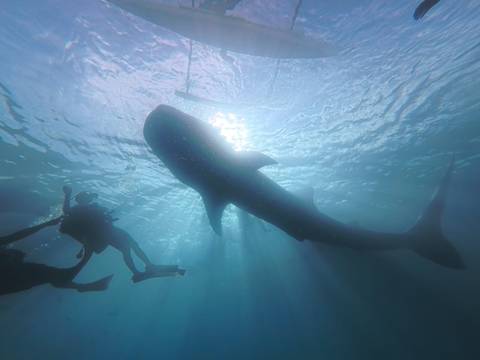       Silhouette of a whale shark and divers with sunlight filtering through water.
  