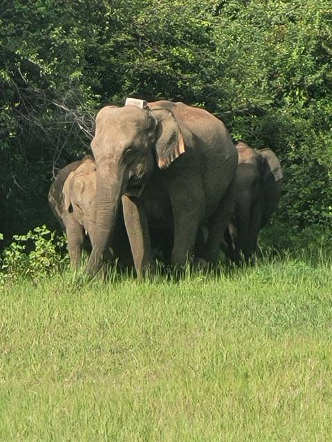 Group of elephants standing together in a grassy field.