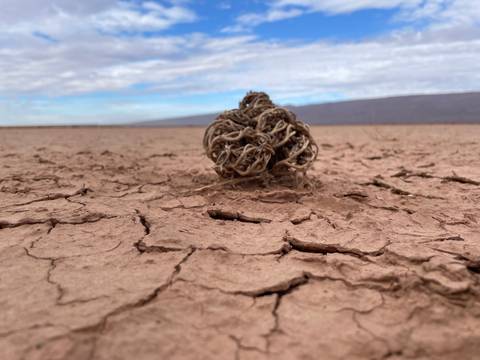       Solitary tumbleweed on a cracked desert floor.
  