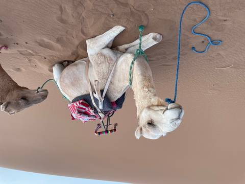 Camels resting on sand in a desert setting.