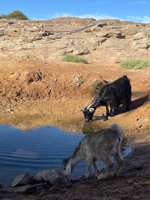 Goat drinking water from a natural pond.
