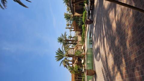 Poolside view with palm trees and sun loungers.