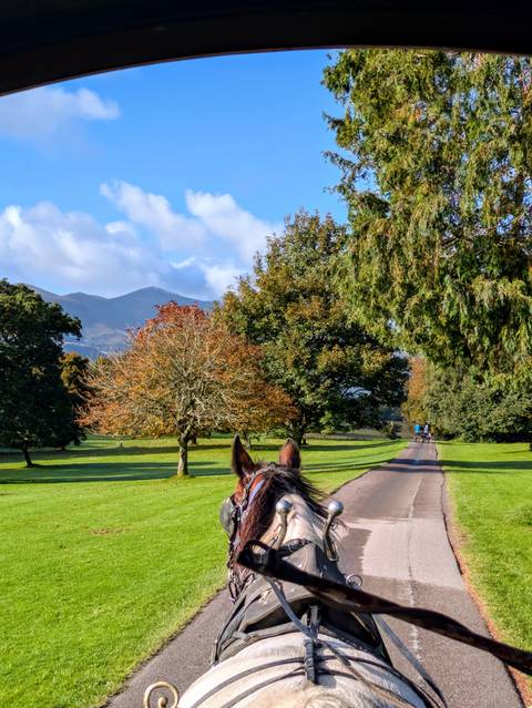       A scenic view down a path with trees and horse ears in the foreground.
  