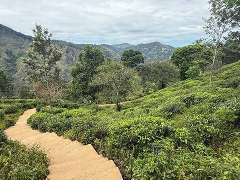 Klantbeoordelingsfoto van Sri Lanka 10 dagen Rondreis door  – Het beste van Sri Lanka  – Volledig privé –Rondreis door 