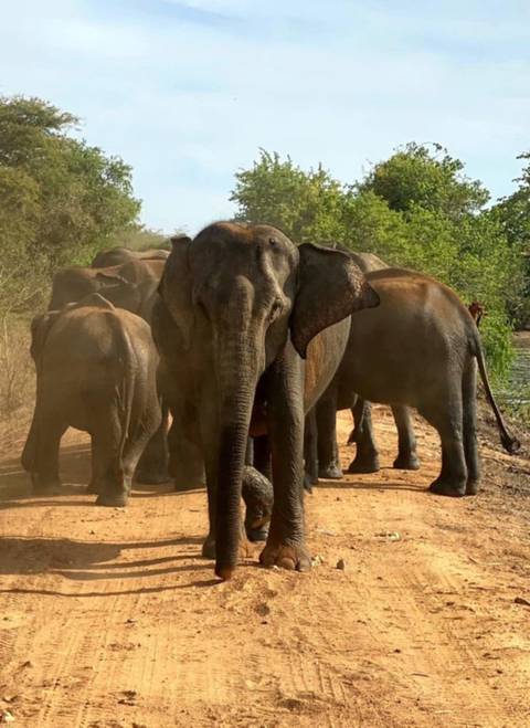 Klantbeoordelingsfoto van Verken de schoonheid van Sri Lanka 