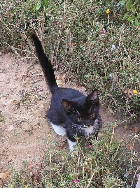       Close-up of a black and white kitten on a grassy area.
  