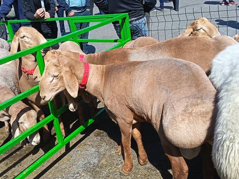       Sheep with wool standing in a fenced area at a market.
  