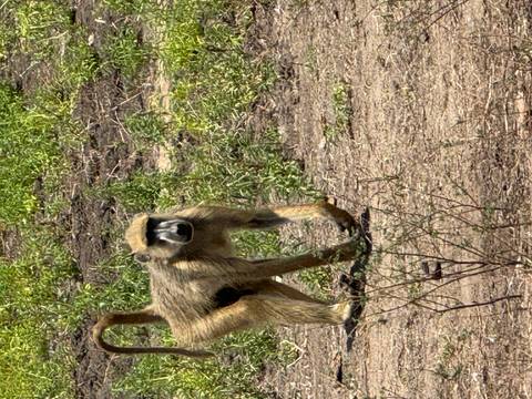       Baboon standing in a grassy area.
  