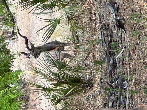       Antelope partially hidden behind branches in a savanna.
  