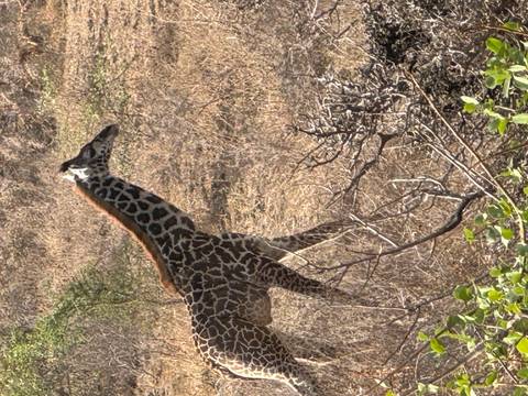       Giraffe walking through the savanna.
  