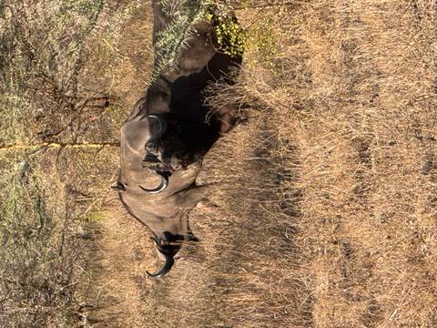       Buffalo standing among dry grass in the savanna.
  