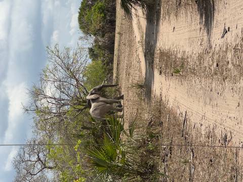       Elephant walking along a dirt path.
  