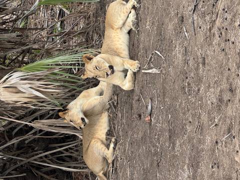       Two lions resting under a tree.
  