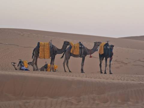 Camels resting on sand dunes with gear and blankets.