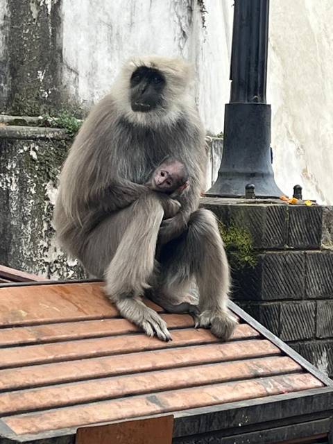 Monkey holding a baby monkey close by.