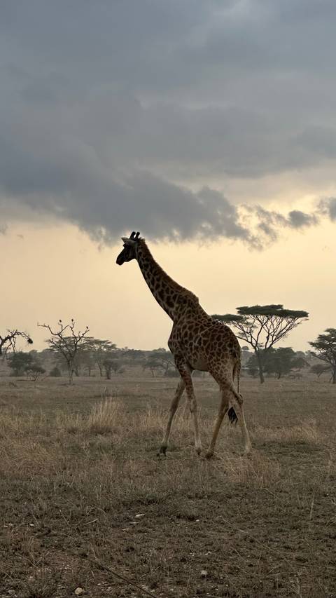 Giraffe standing on an open plain with acacia trees.