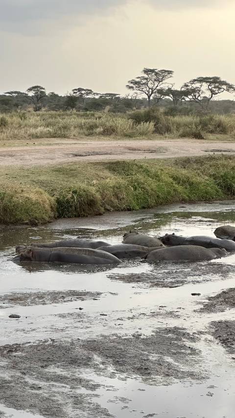 Several hippos submerged in a muddy waterhole.