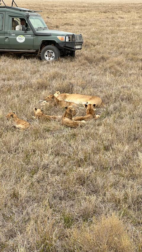 Lioness and her cubs resting in dry grass.