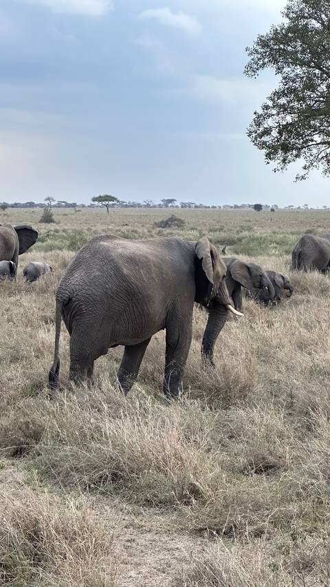 Elephant herd walking across a savanna landscape.