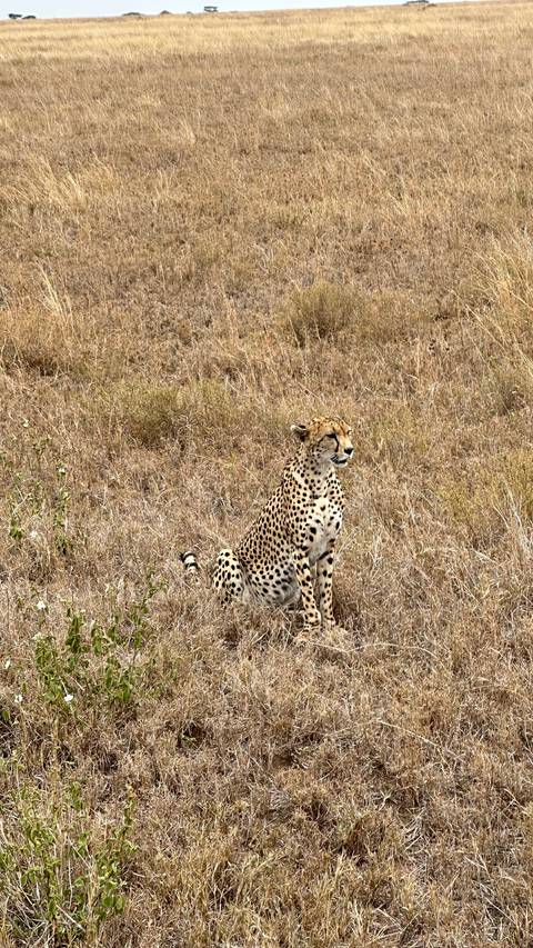 Cheetah sitting in a grassy landscape.