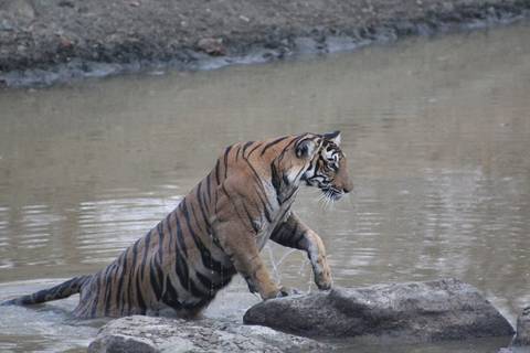       Tiger emerging from water, half-submerged.
  