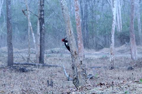       People exploring a cave with altars and carvings.
  