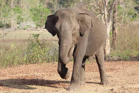       Pagoda surrounded by greenery under a clear sky.
  