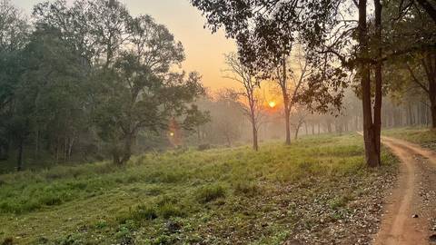       Tourists entering a cave entrance surrounded by foliage.
  