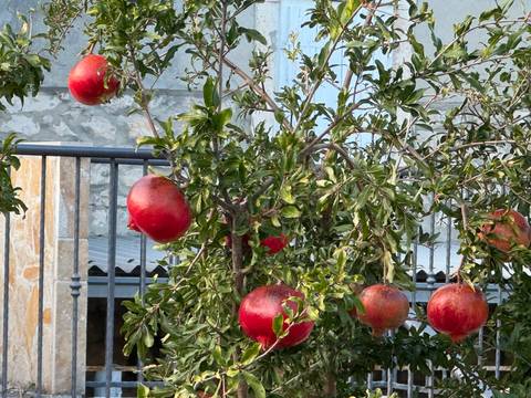       A tree with ripe pomegranates in a garden setting.
  