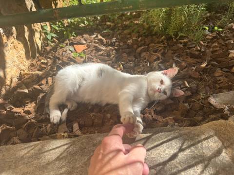 A cat lying on the ground in a playful posture.