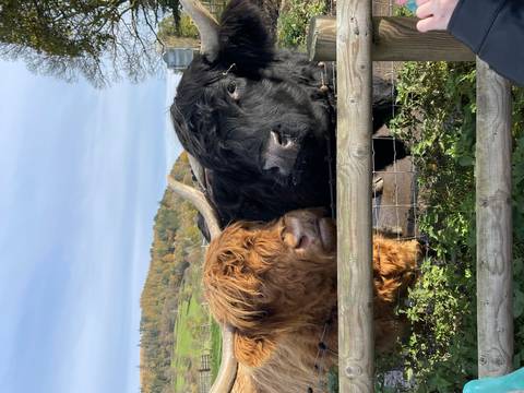 Two Scottish Highland cows behind a wooden fence in a rural setting.