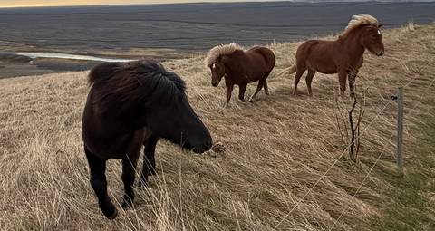 Icelandic horses grazing in a field.