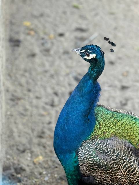       Peacock with vibrant blue and green plumage.
  