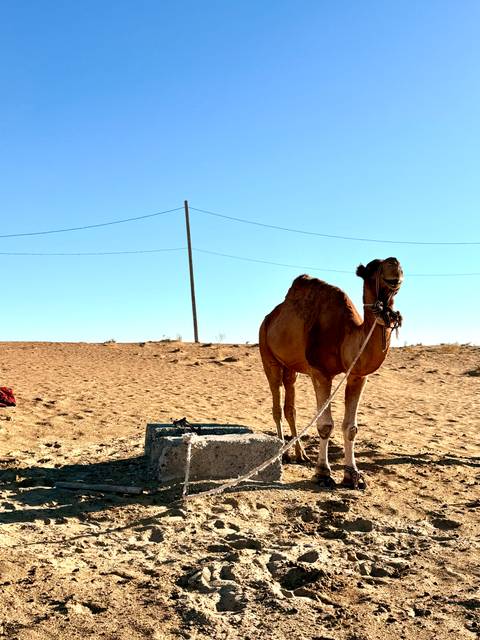       Camel tied up in a desert setting under a clear sky.
  