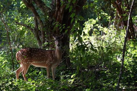 Klantbeoordelingsfoto van Sri Lanka 10 dagen Rondreis door  – Het beste van Sri Lanka  – Volledig privé –Rondreis door 