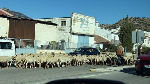 Sheep herded by a man on a street with cars and buildings.