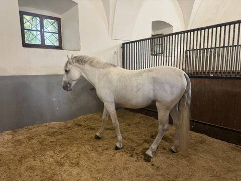       White horse standing in a stable.
  